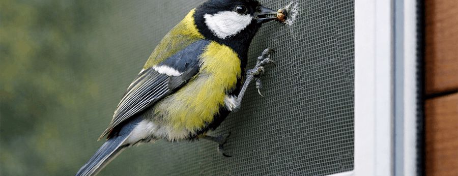 Синицы выклёвывают москитную сетку — что делать и как защитить